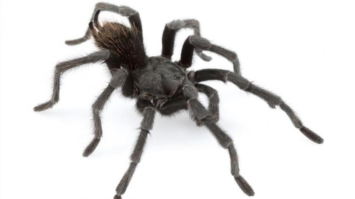 Aphonopelma johnnycashi, una araña recientemente descubierta en California y bautizada en honor al músico Johnny Cash.