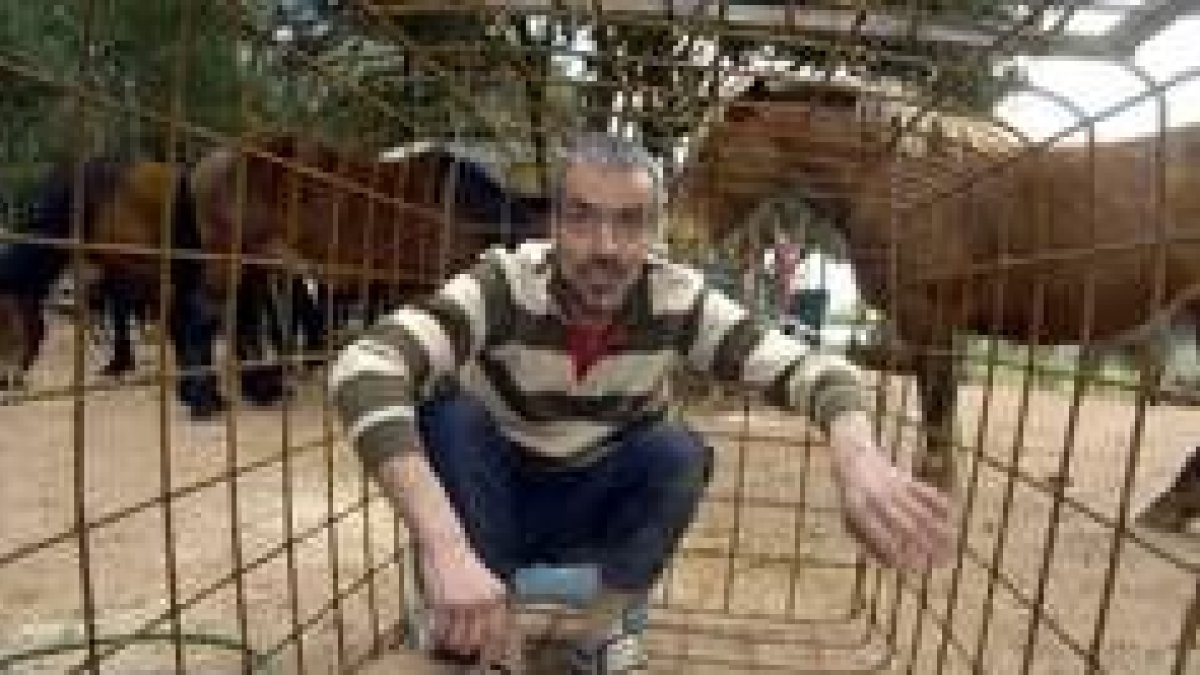 Uno de los tres detenidos muestra una de las jaulas para jabalíes