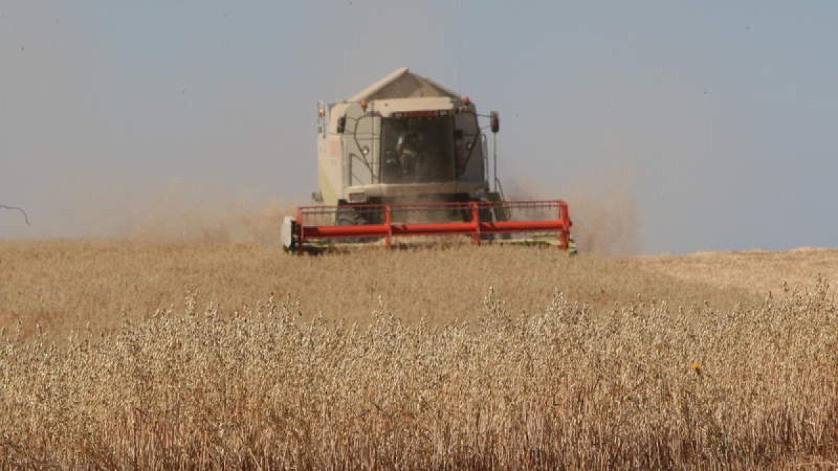 Imagen de archivo de una cosechadora que recoge el cereal en un campo de la provincia.