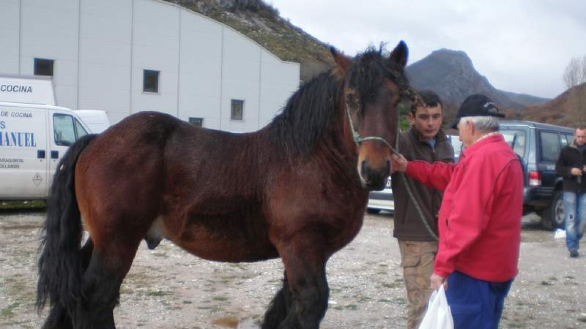 Un joven ganadero del municipio de Puebla de Lillo con uno de los ejemplares de equino.