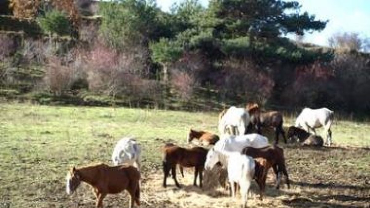 Varios ejemplares se acercaban ayer a los montones de paja para alimentarse.