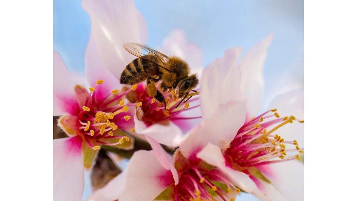 Una abeja se alimenta del polen de una flor de almendro en Pecs (Hungría). GYORGY VARGA