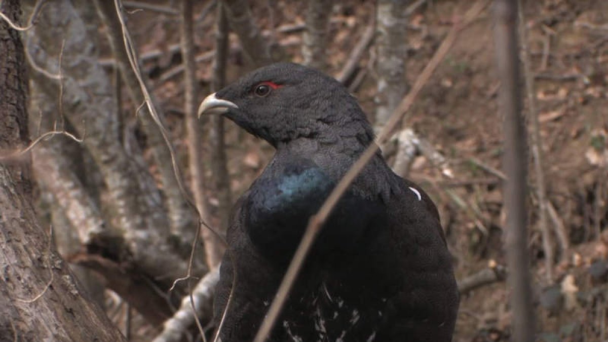Según el último censo, quedarían cerca de 292 ejemplares en toda la Cordillera. DL