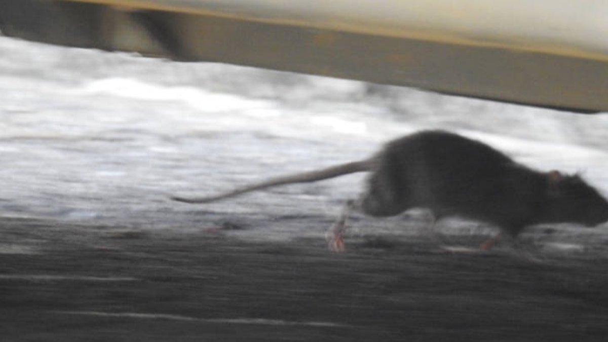 Rata fotografiada por los vecinos de San Mamés. DL