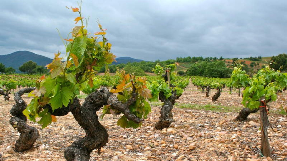 bodegas y viñedos merayo