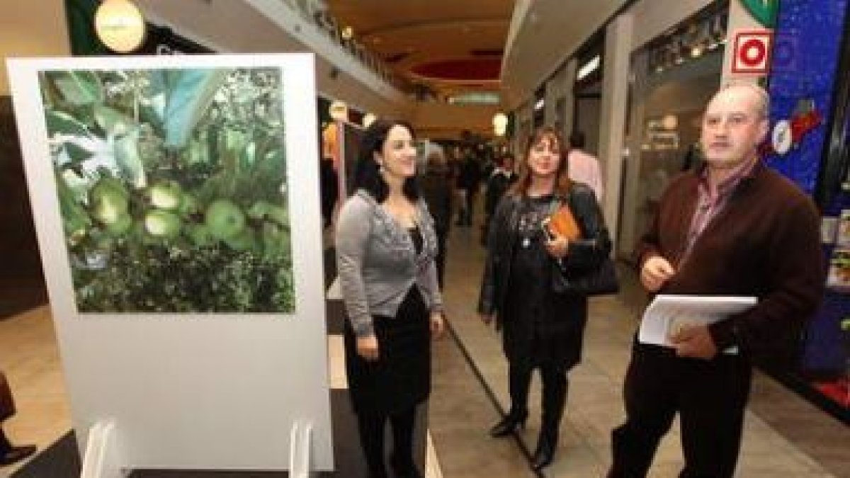 La exposición sobre temática relacionada con la Ruta Jacobea está en los pasillos del Rosal.