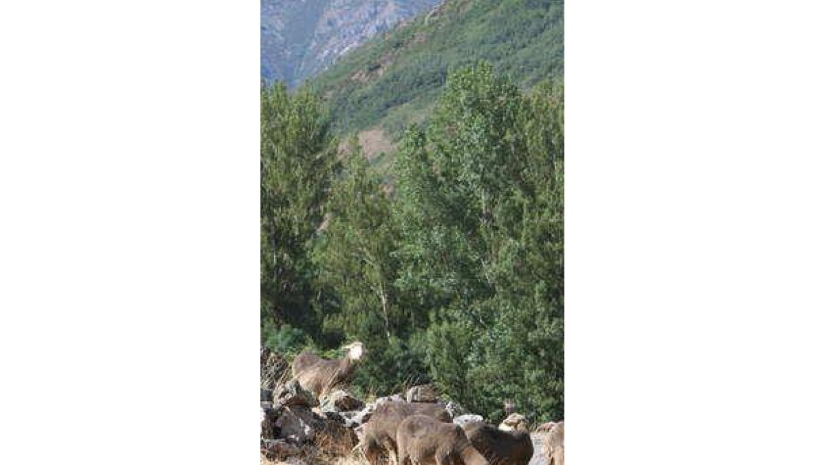 Un rebaño trashumante en las montañas de Babia