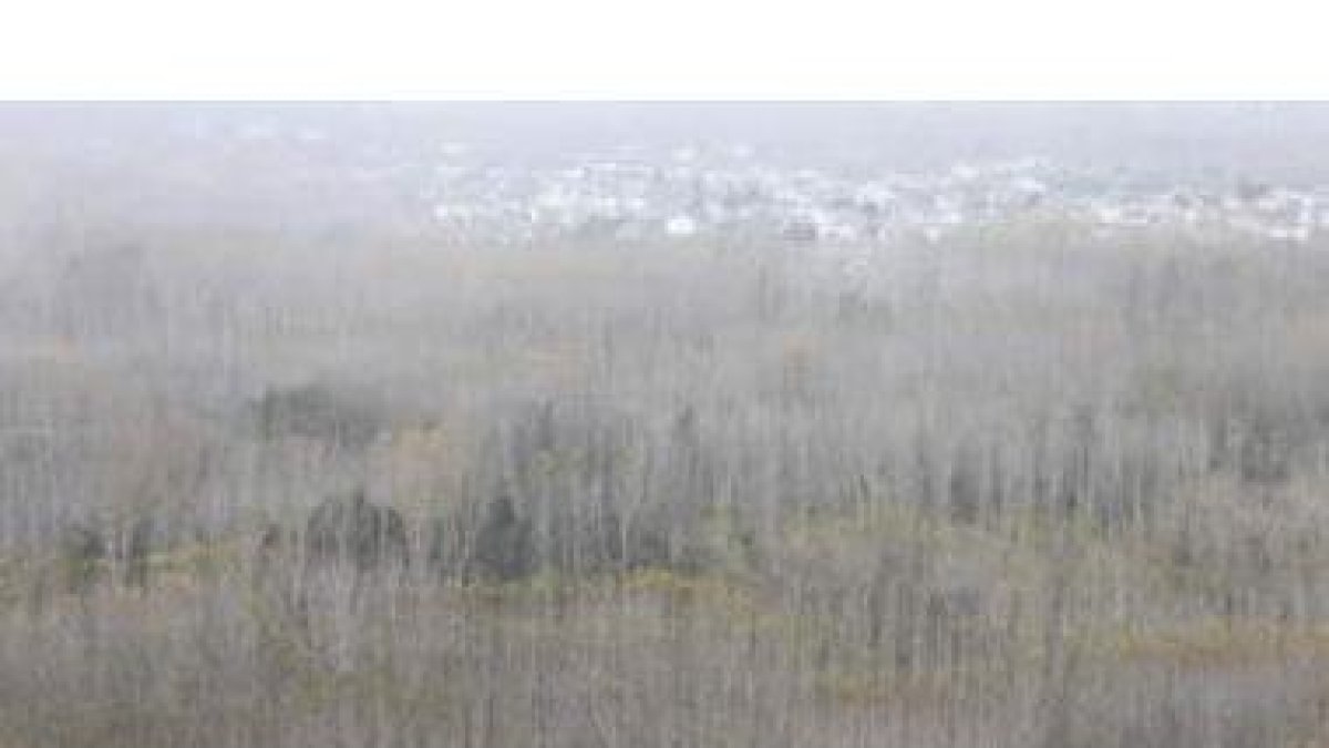 En el Bierzo hay 3.500 hectáreas para plantar chopos.