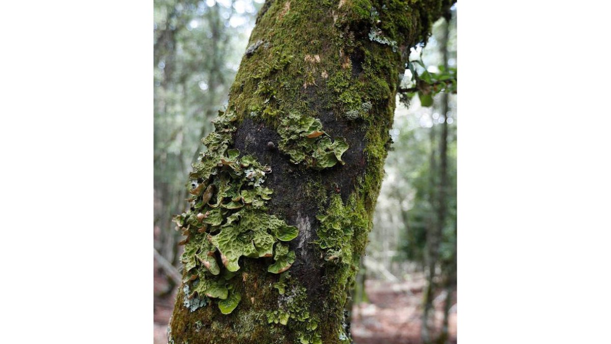 Los expertos reclaman atención a la gestión de las masas forestales. jesús f. salvadores