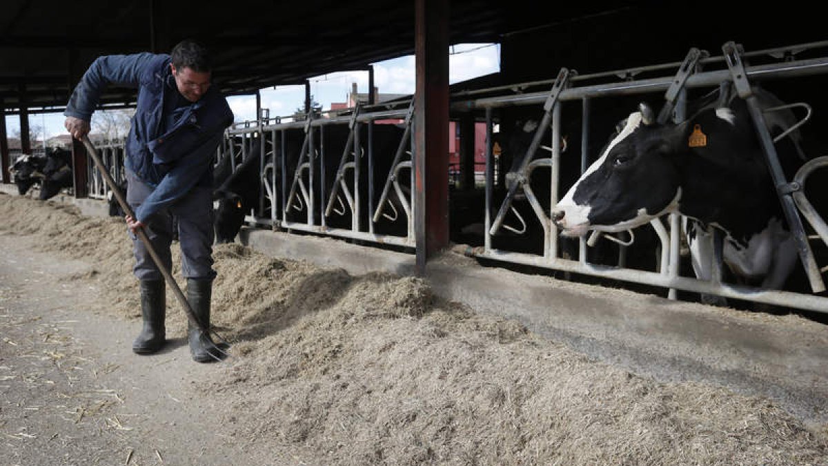 Víctor de la Fuente atiende a las menos de cien vacas que aún mantiene en su explotación. JESÚS F: SALVADORES