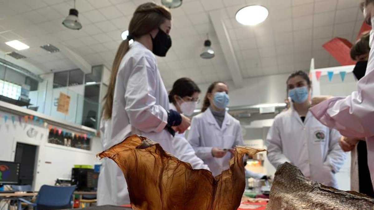 En primer término, una vasija de kombucha y piel salmón como ingredientes para hacer ecopieles. PEIO GARCÍA