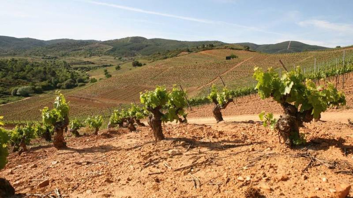 Las cepas de Estefanía-Tilenus se ubican en uno de los parajes privilegiados del viñedo berciano entre Pieros y Valtuille. MGG
