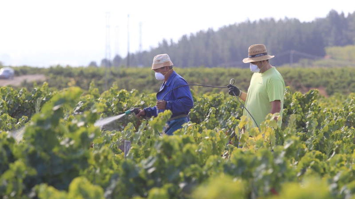 Dos viticultores aplicando tratamientos en viñedos de la DO Bierzo.