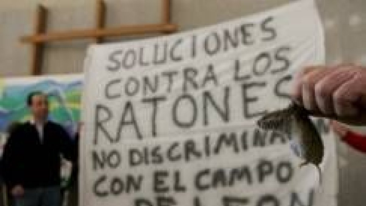 Ejemplares de roedores, en la sede de la Junta en León