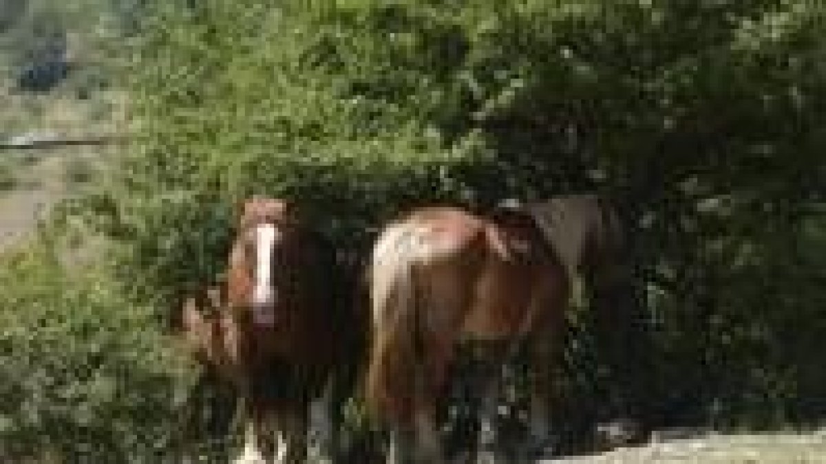 Unos potros de Babia reposan a la sombra para resguardarse del calor