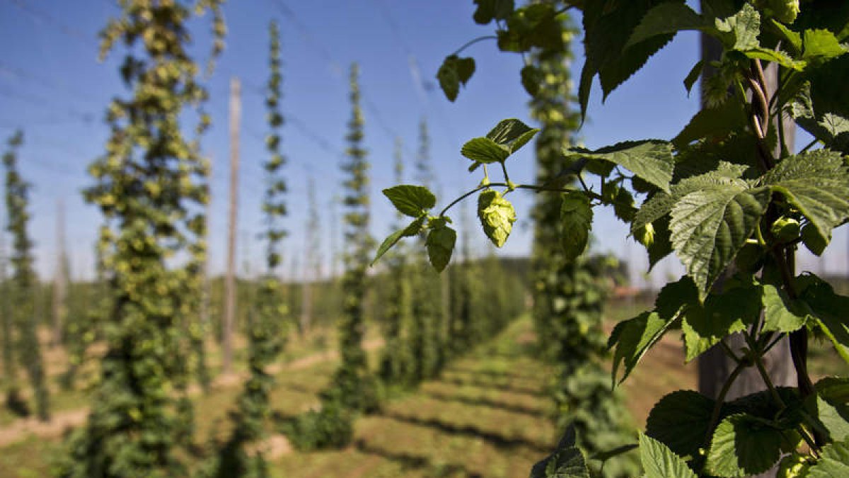 Vista parcial de una plantación de lúpulo próxima a la recolección. SARA CAMPOS