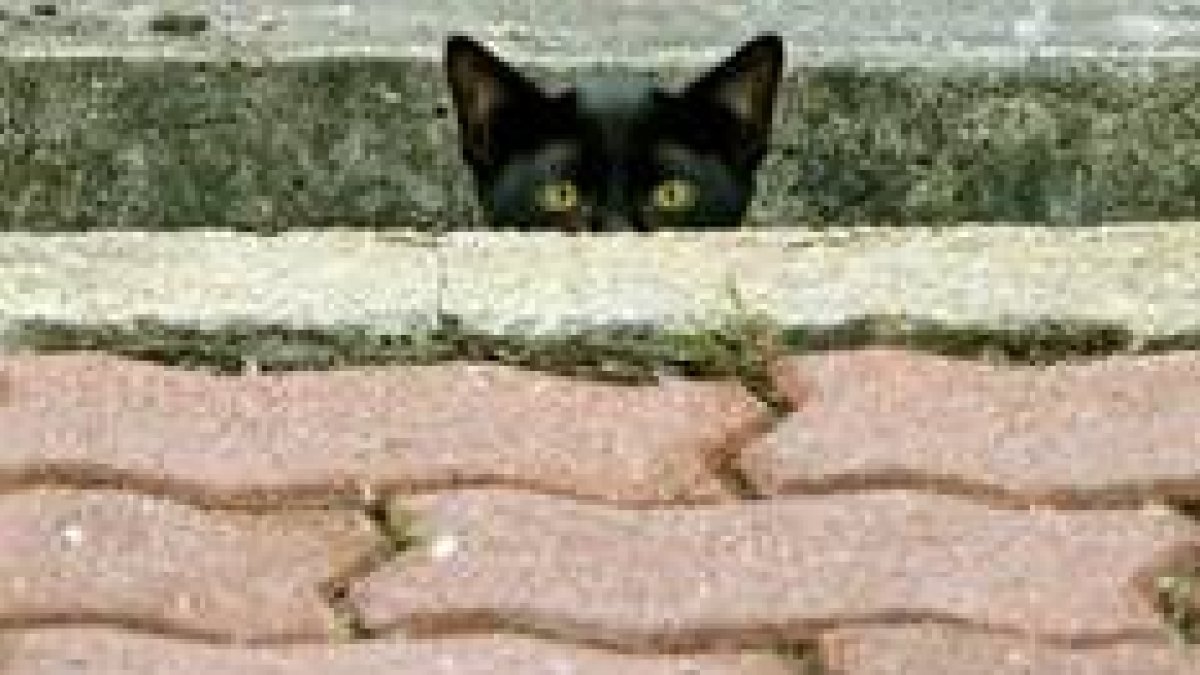 Un gato callejero se oculta tras un muro de un parque de Bangkok