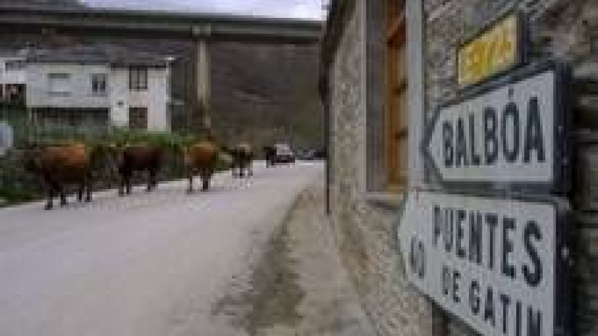 Una hilera de vacas transita por la carretera de Balboa