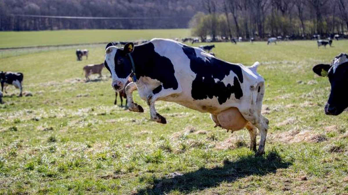 Vacas de producción lechera inician la temporada de pastos con la llegada de la primavera. efe