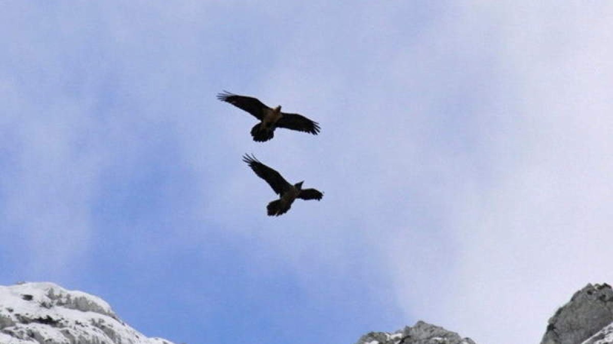 Imagen de los dos ejemplares volando juntos en Picos.