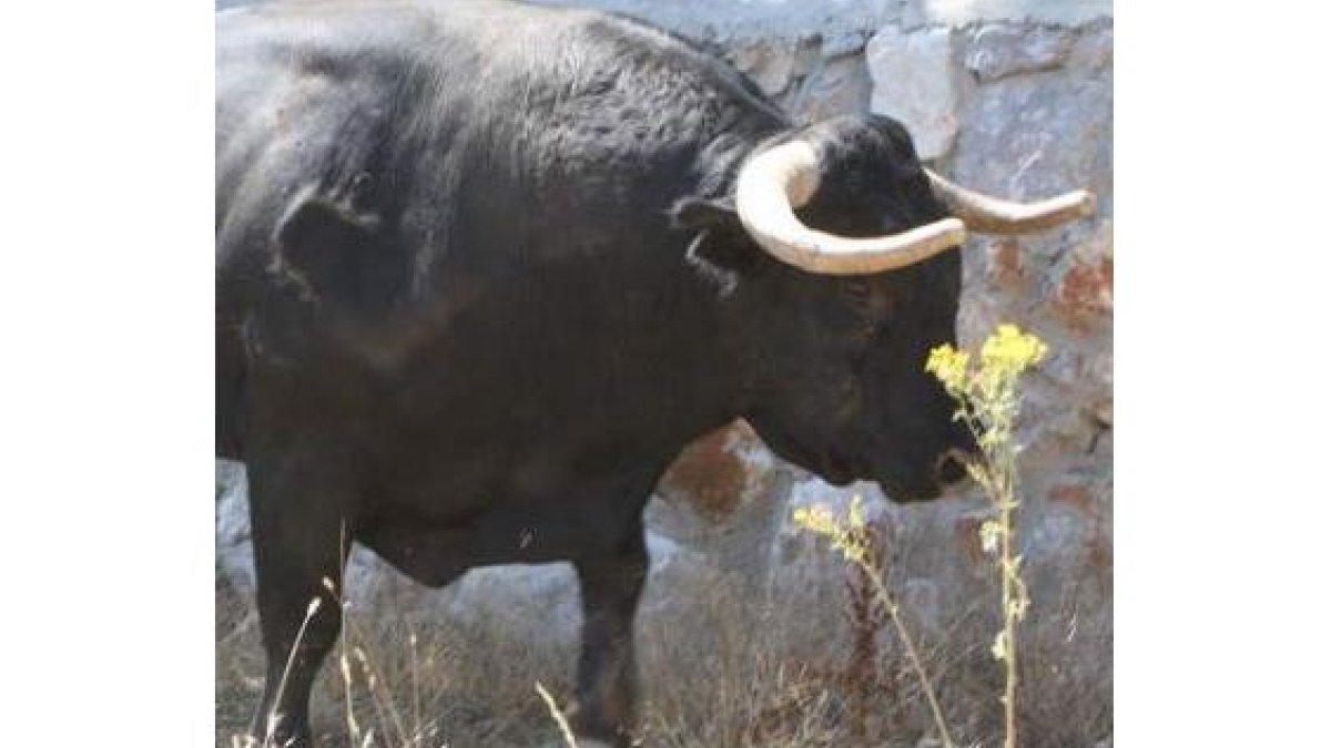 Uno de los toros que se lidiarán esta tarde en La Granja de San Ildefonso, fotografiado en la finca