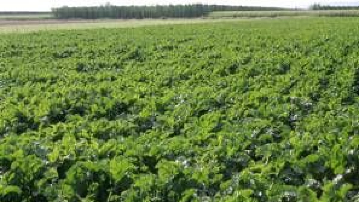 Cultivo de remolacha en la ribera del Órbigo, que recibió el último riego a finales de agosto
