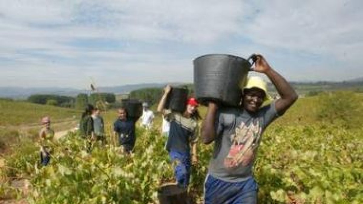 Un trabajador inmigrante recoge uvas en un viñedo del Bierzo, en una imagen de archivo.