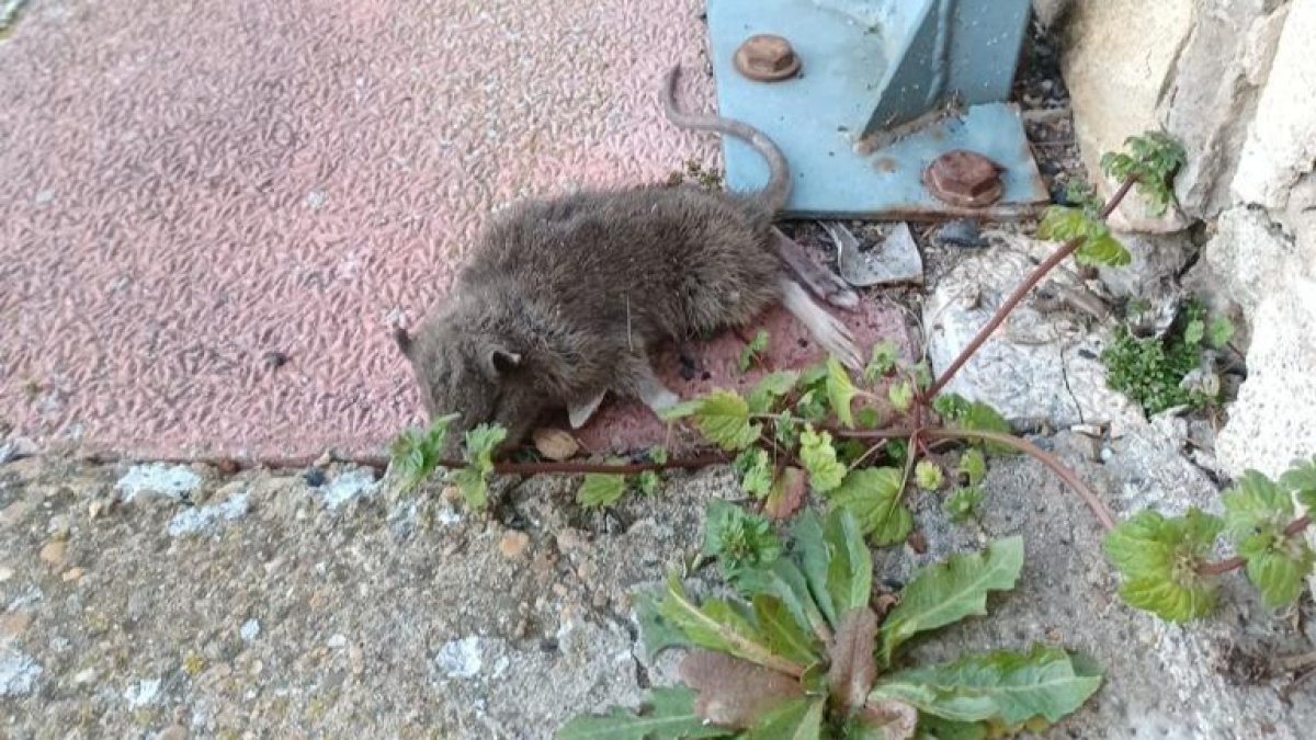 La rata apareció en un canalón de la calle Los Ángeles de San Andrés. DL