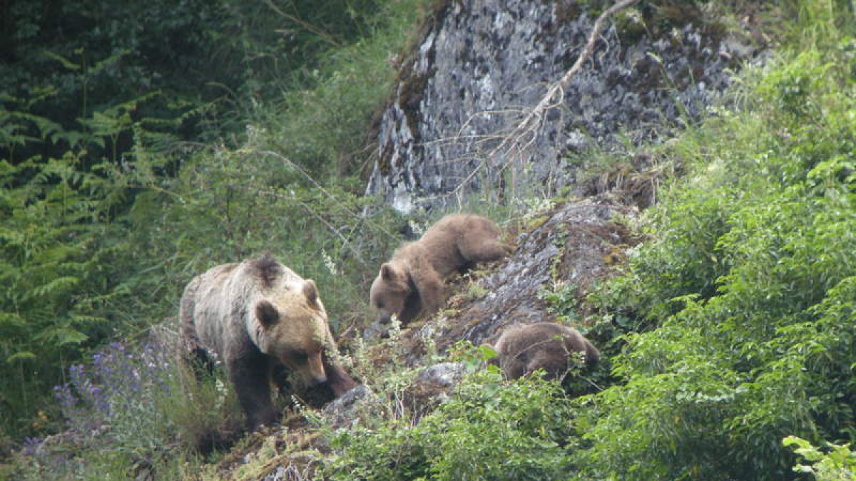 Imagen recogida en 2010 por las patrullas de la Fundación Oso Pardo, concretamente el despertar de las osas acompañadas de sus crías tras meses de hibernación. FOP