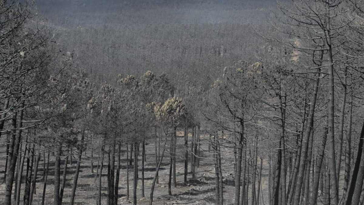 Los millones de colores del bosque se han transformado en siniestros tonos negros.