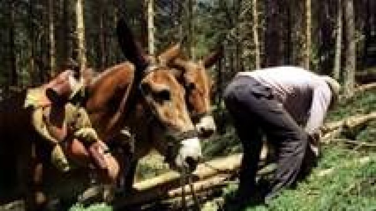 La explotación de la madera es uno de los beneficios más frecuentes en un monte de utilidad pública