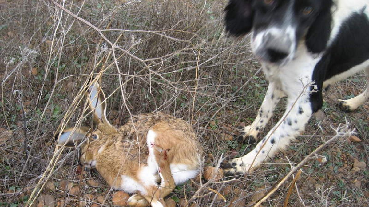 Un perro se cobra una liebre durante una jornada de caza en Tierra de Campos.