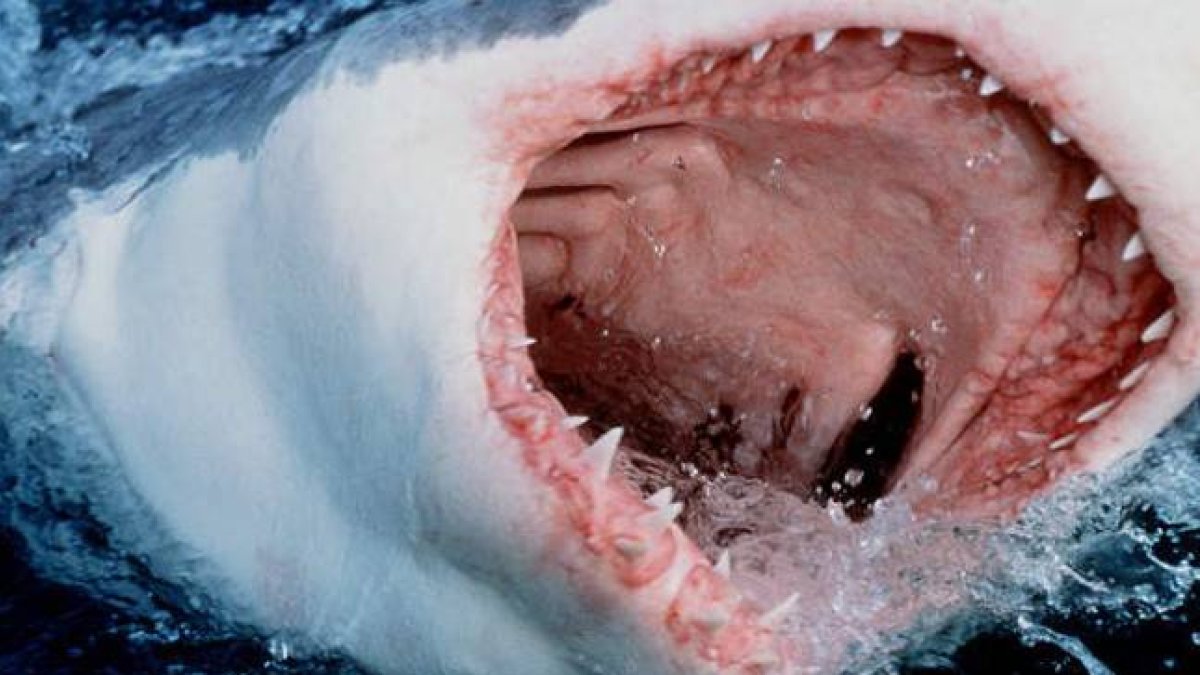 Un gran tiburón blanco se lanza a la superficie del agua mostrando sus afilados dientes.