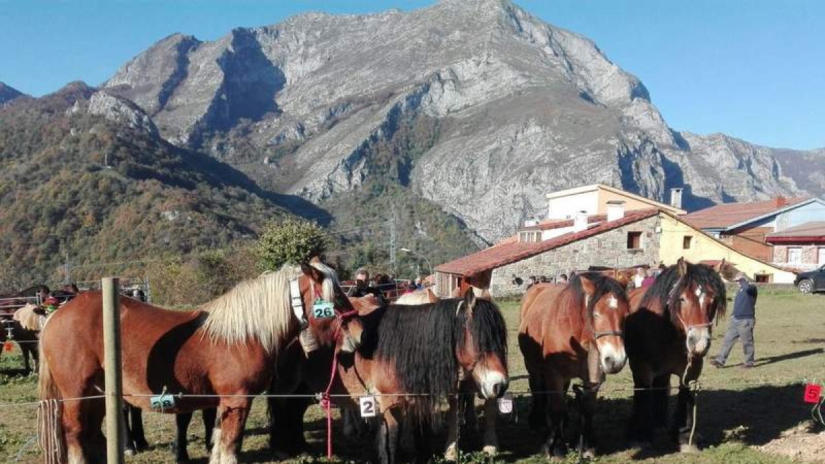 El ganado equino estuvo presente en la muestra. CAMPOS