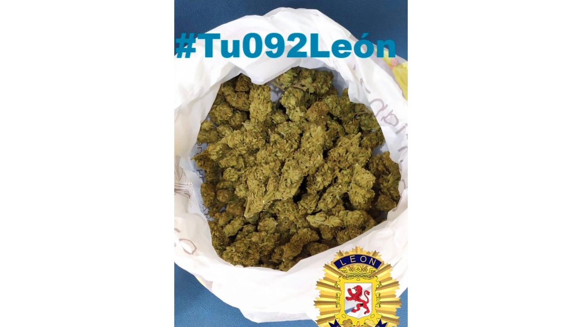 Marihuana incautada. POLICÍA LOCAL DE LEÓN