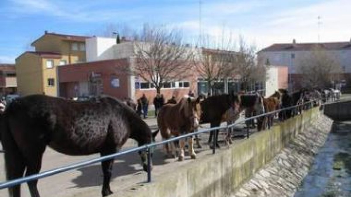 Esta edición ha tenido una importante presencia caballar.