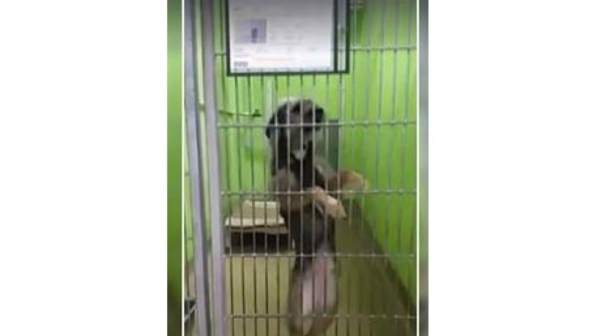 La perrita que ha encontrado hogar