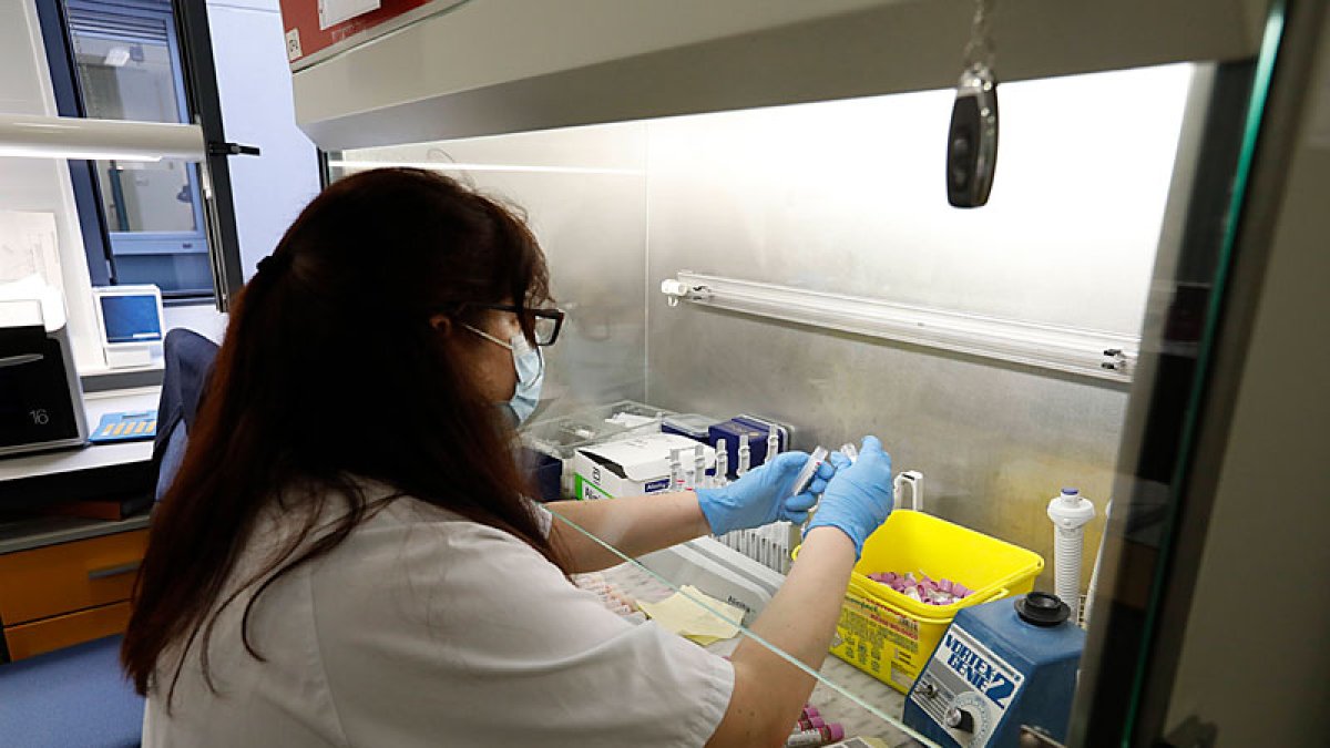 Una sanitaria prepara muestras de PCR para analizar en el Caule. MARCIANO PÉREZ