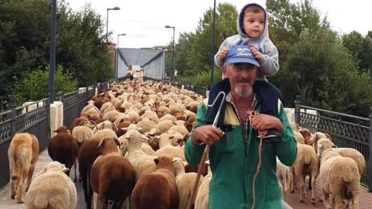 Gregorio Fidalgo con Saúl y el rebaño a su paso por Carrizo. ALEGRE