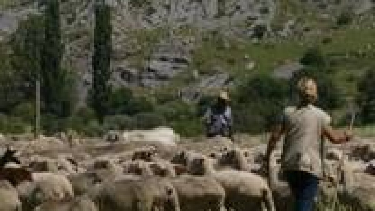El ganadero puede registrar desde los nacimientos de reses hasta por dónde han pasado los animales