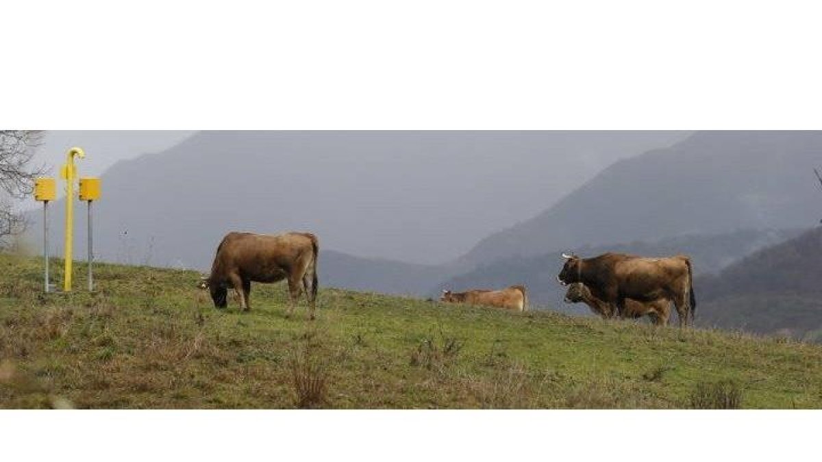 Vacas pastando en Babia. JESÚS F. SALVADORES