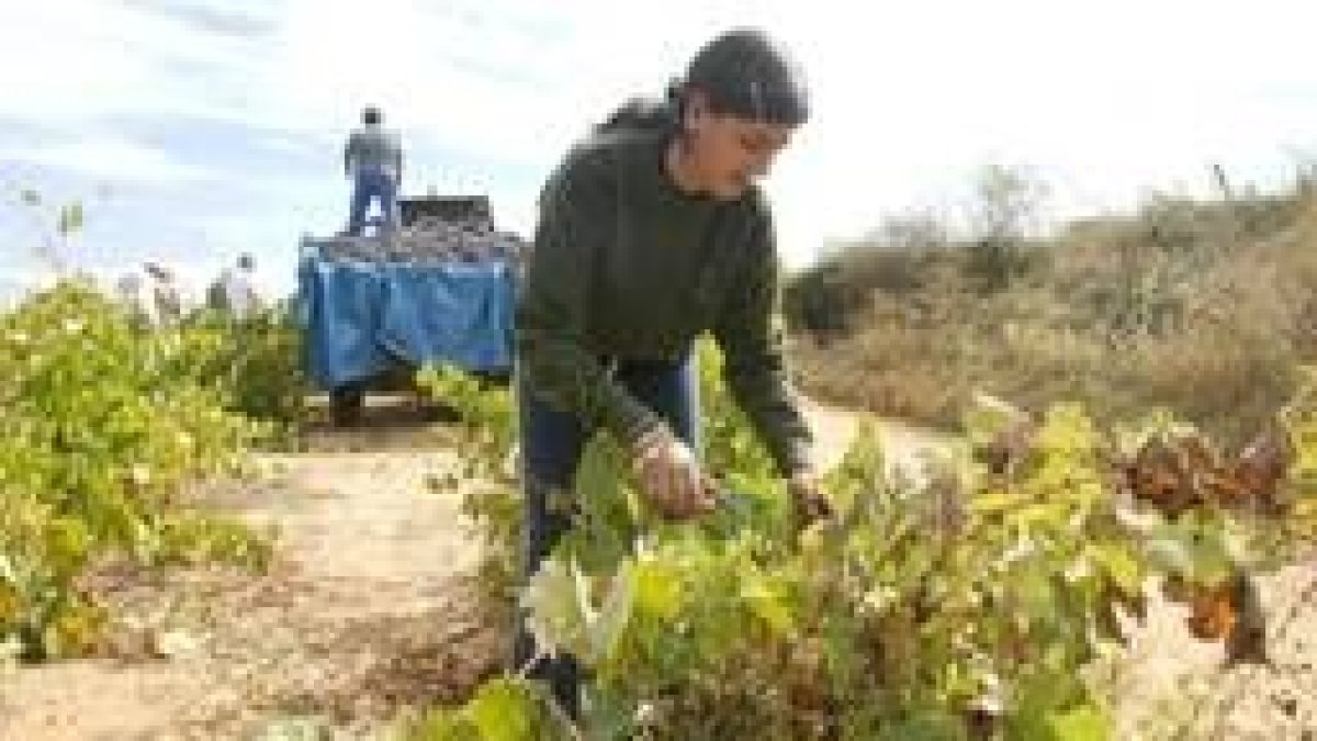 La vendimia está en su punto álgido pero todavía queda más de un 20% de cosecha por recoger