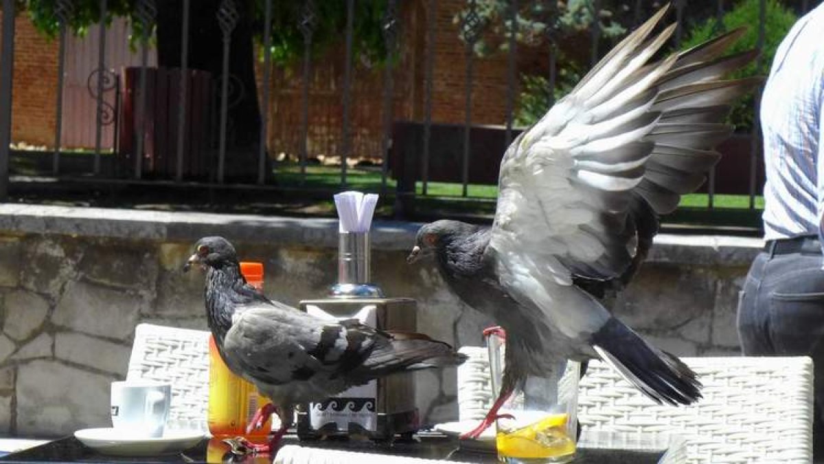 El aumento de las terrazas con la pandemia ha provocado la proliferación de las palomas en las zonas de bares. JAVIER FERNÁNDEZ ZARDÓN