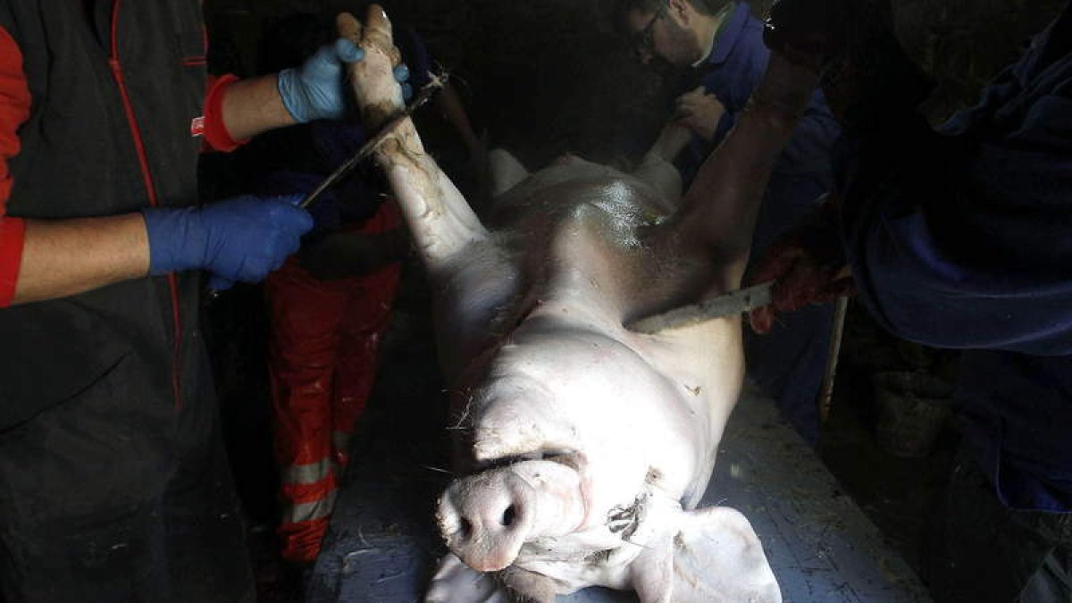 Imagen de una matanza del cerdo a la manera tradicional. ELISEO TRIGO