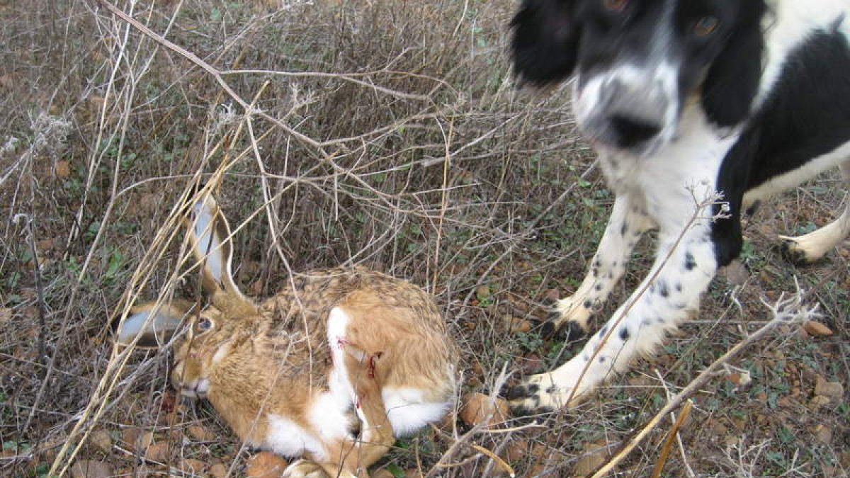 La liebre se recupera en la zona de Tierra de Campos.