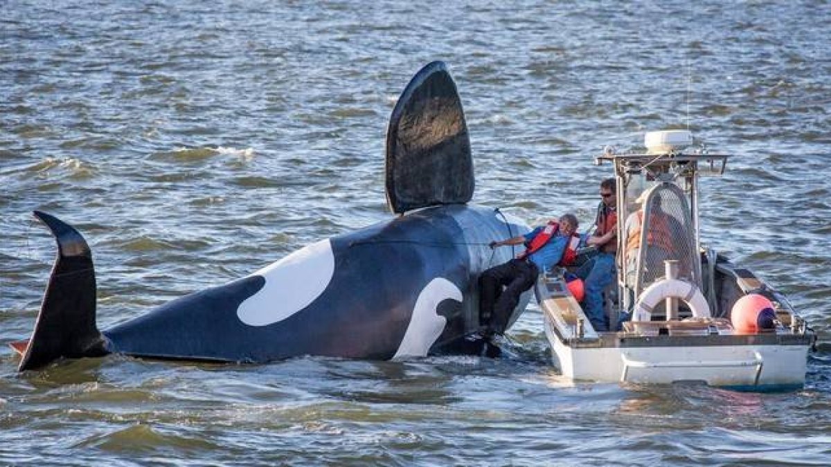 La falsa orca es remontada por un barco pesquero tras quedarse boca arriba, cerca del puerto de Astoria.