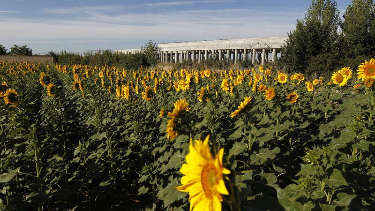 Las pipas de girasol tienen más ácido fólico que otras semillas y frutos secos.
