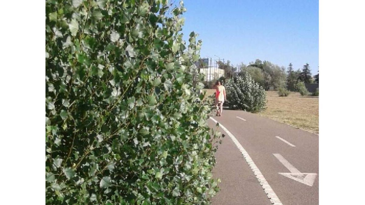 Estado en el que se encuentra parte del carril bici. DL
