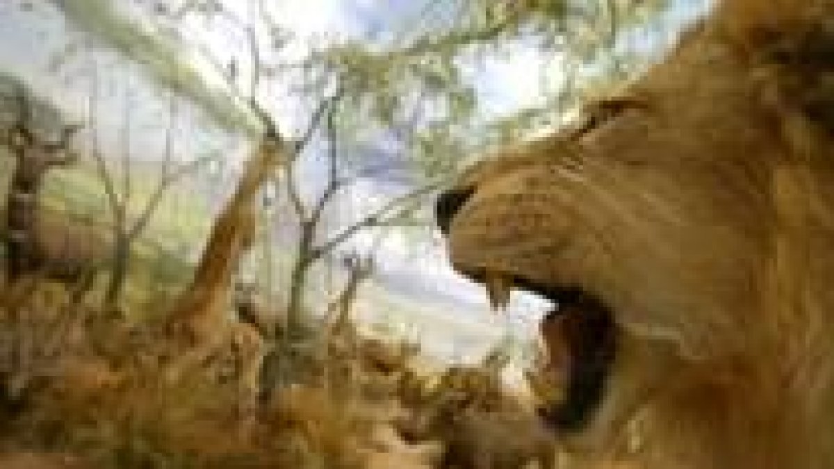 El Corte Inglés acogerá una exposición del Museo de la Fauna Salvaje