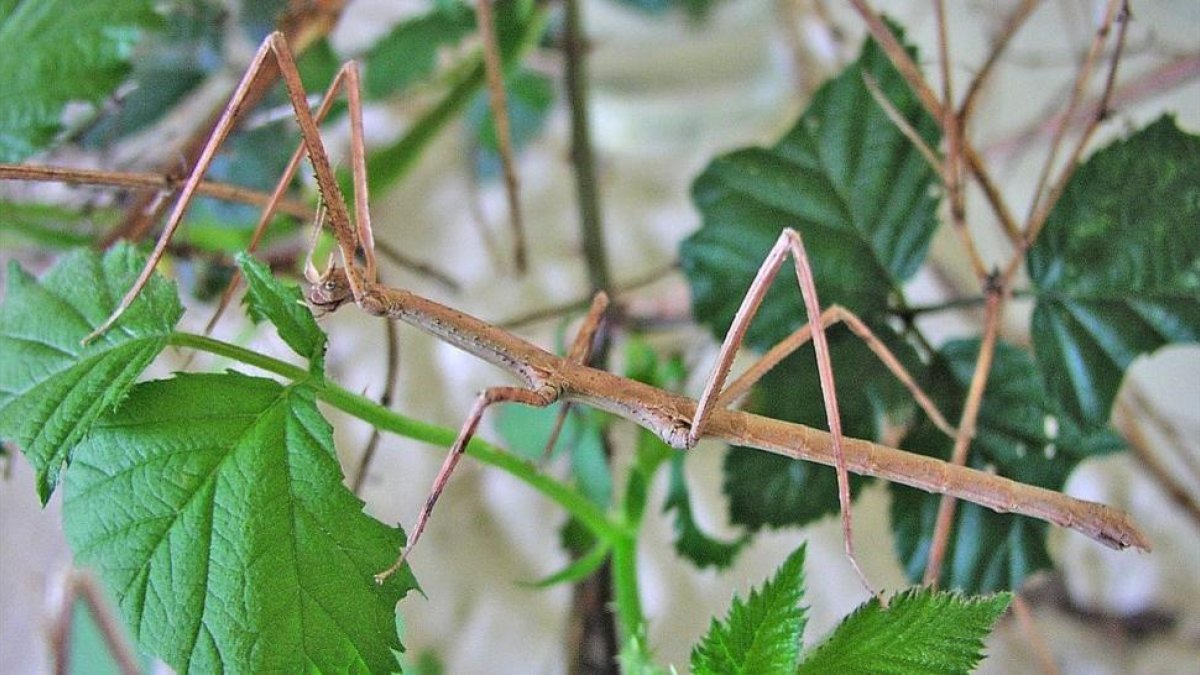 Un insecto palo.